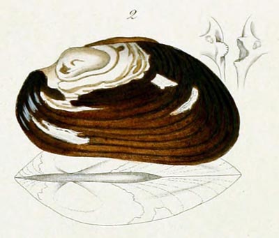 specimen image from publication