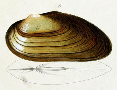 specimen image from publication