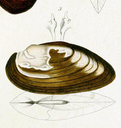 specimen image from publication