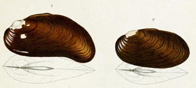 specimen image from publication