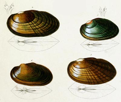 specimen image from publication