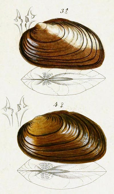 specimen image from publication