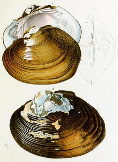 specimen image from publication