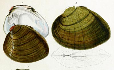 specimen image from publication