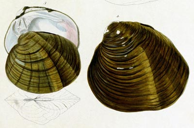 specimen image from publication