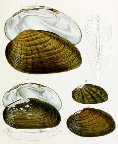 specimen image from publication