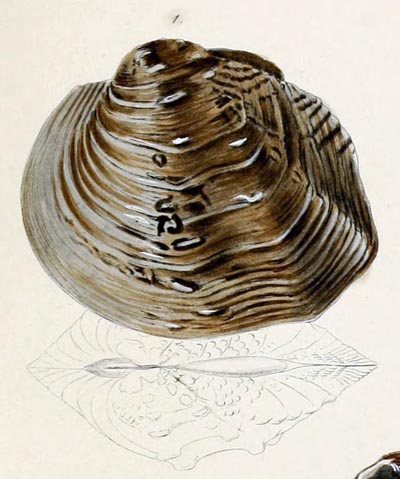 specimen image from publication