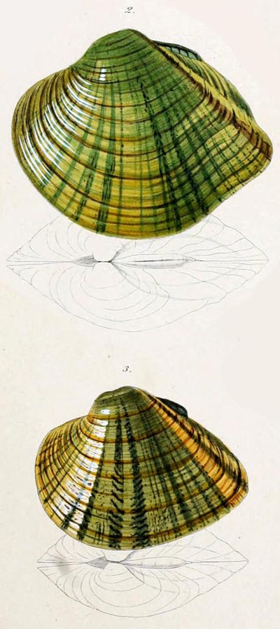 specimen image from publication