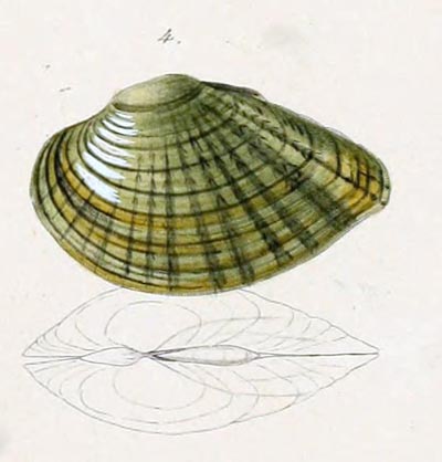 specimen image from publication