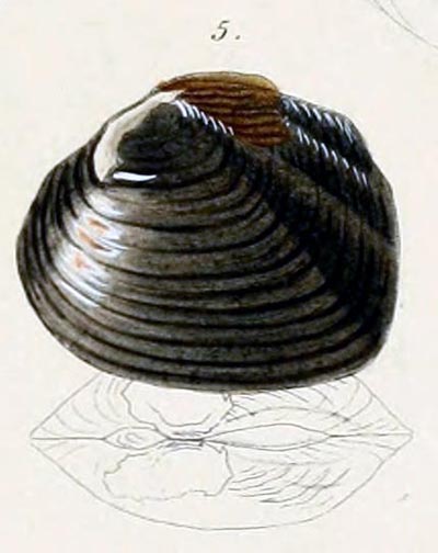 specimen image from publication
