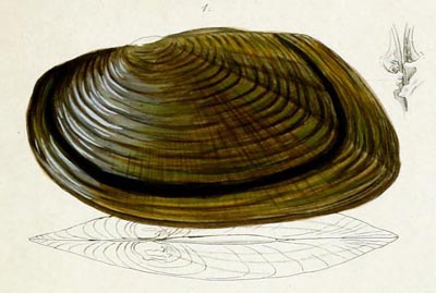 specimen image from publication