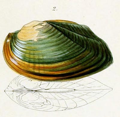 specimen image from publication