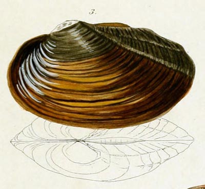 specimen image from publication