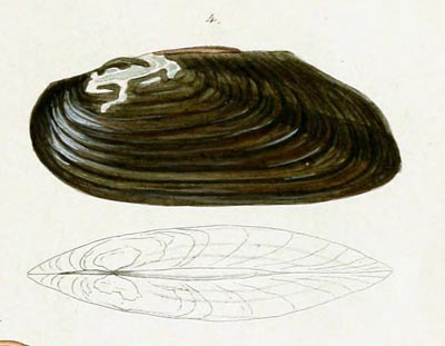 specimen image from publication