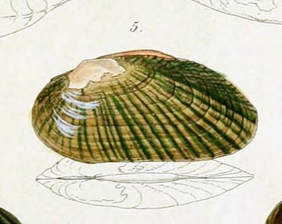 specimen image from publication