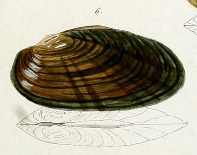 specimen image from publication