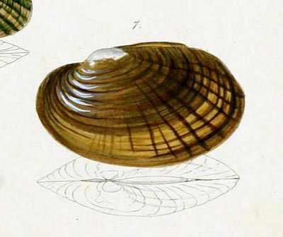 specimen image from publication