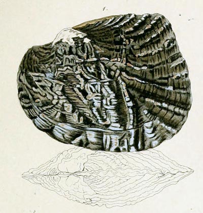 specimen image from publication