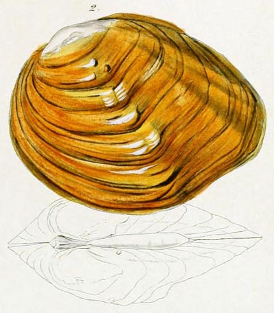 specimen image from publication