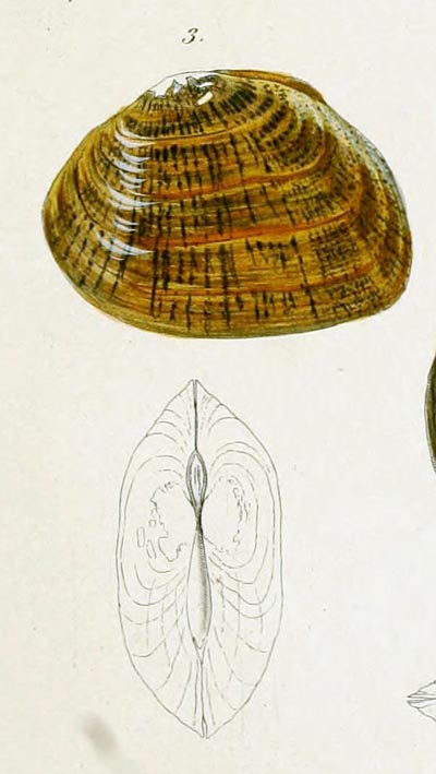 specimen image from publication