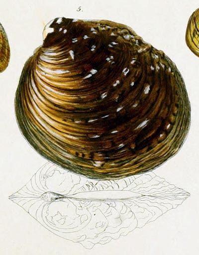 specimen image from publication