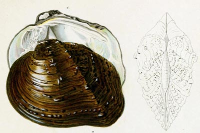 specimen image from publication