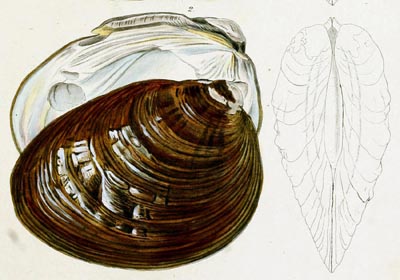 specimen image from publication