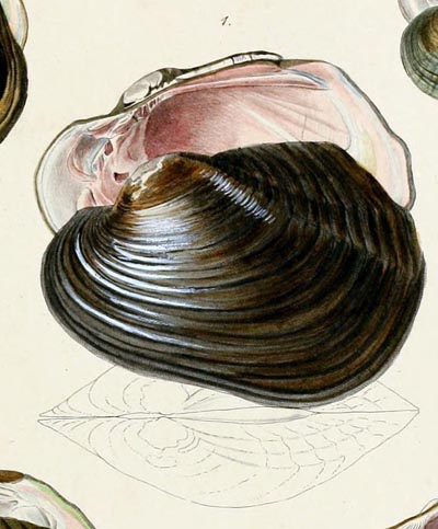 specimen image from publication