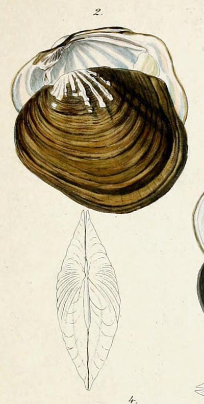 specimen image from publication