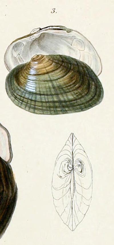 specimen image from publication