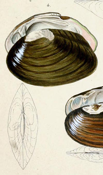 specimen image from publication