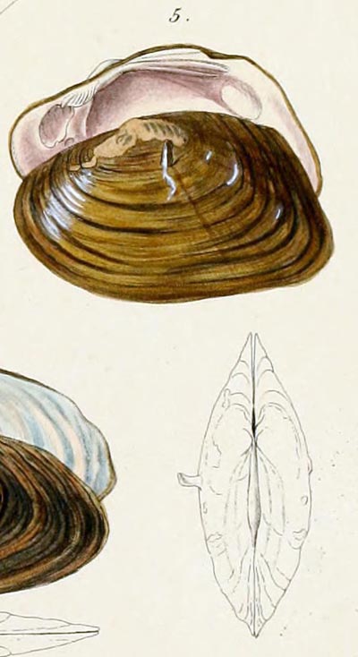 specimen image from publication