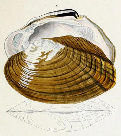 specimen image from publication