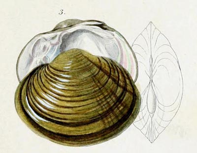 specimen image from publication