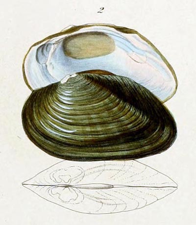 specimen image from publication