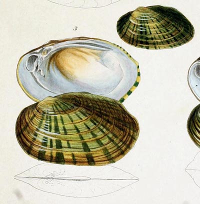 specimen image from publication