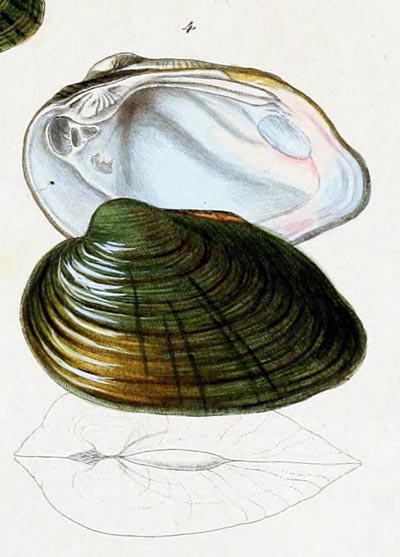 specimen image from publication