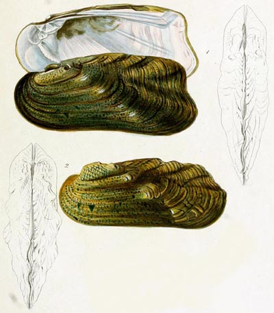 specimen image from publication