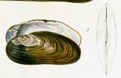 specimen image from publication