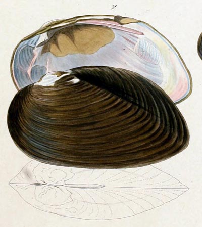 specimen image from publication