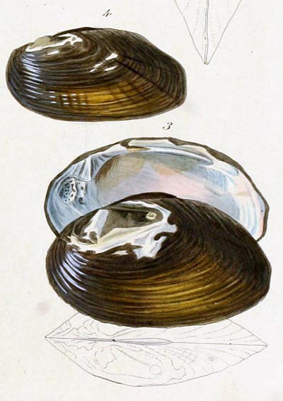 specimen image from publication