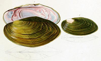 specimen image from publication