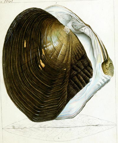 specimen image from publication