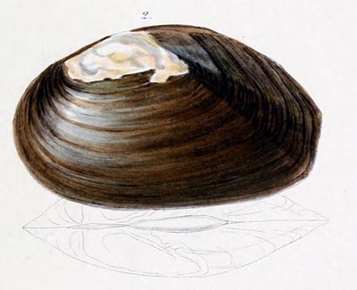 specimen image from publication