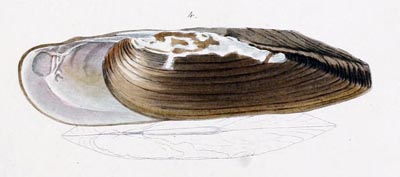 specimen image from publication