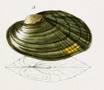 specimen image from publication