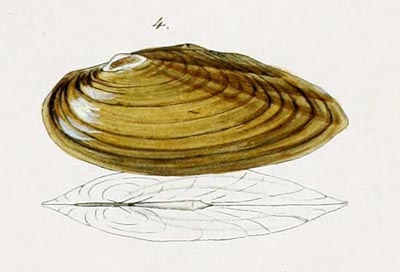 specimen image from publication