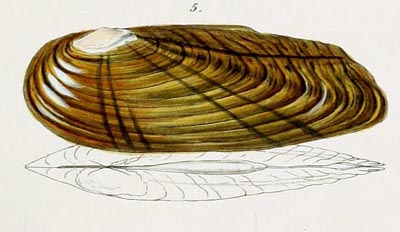 specimen image from publication