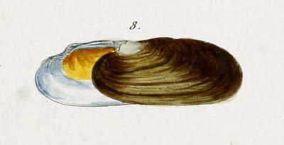 specimen image from publication