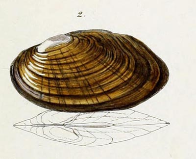 specimen image from publication